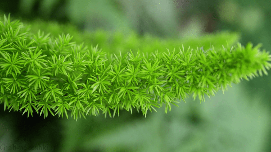گیاه اسپاراگوس