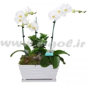 ارکیده فلانوپسیس