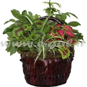 مجموعه گل های آپارتمانی