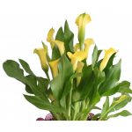 گلدان شیپوری