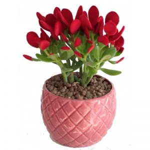 کاکتوس کراسولا