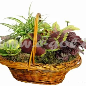 مجموعه گیاهان آپارتمانی