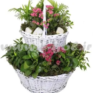 مجموعه گل آپارتمانی