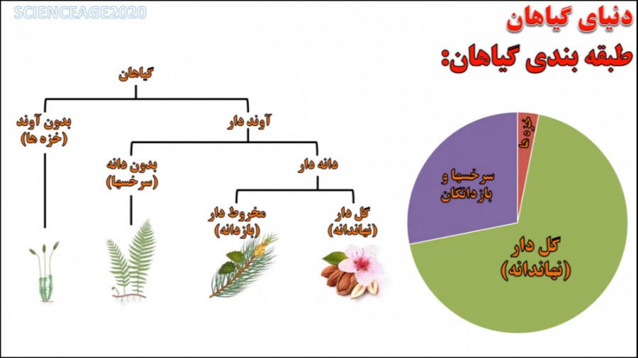 طبقه بندی گیاهان