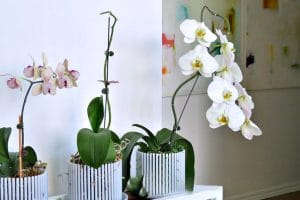 نگهداری از گل ارکیده