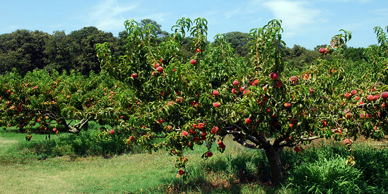 مدیریت درختان میوه