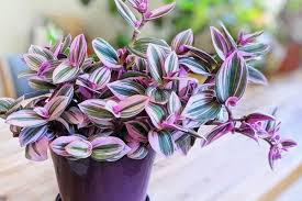 نگهداری از گل جشم آهویی