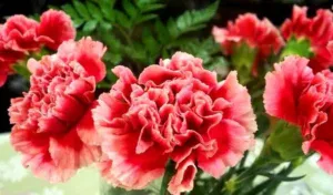 گل میخک با ماندگاری بالا