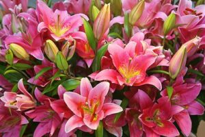 گل ها با ماندگاری بالا در گل فروشی ایگل