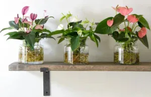 گل آنتوریوم با ماندگاری بالا در ایگل