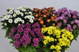 گل ها با ماندگاری بالا